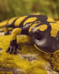 Salamandra