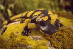 Salamandra