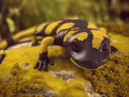 Salamandra